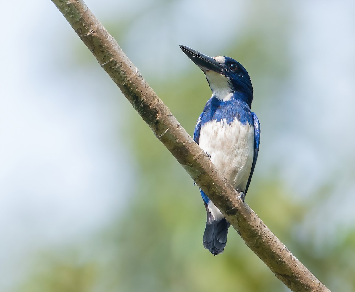 Blue-and-white Kingfisher - Wilbur Goh