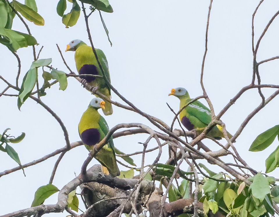 Carunculated Fruit-Dove - ML612923449