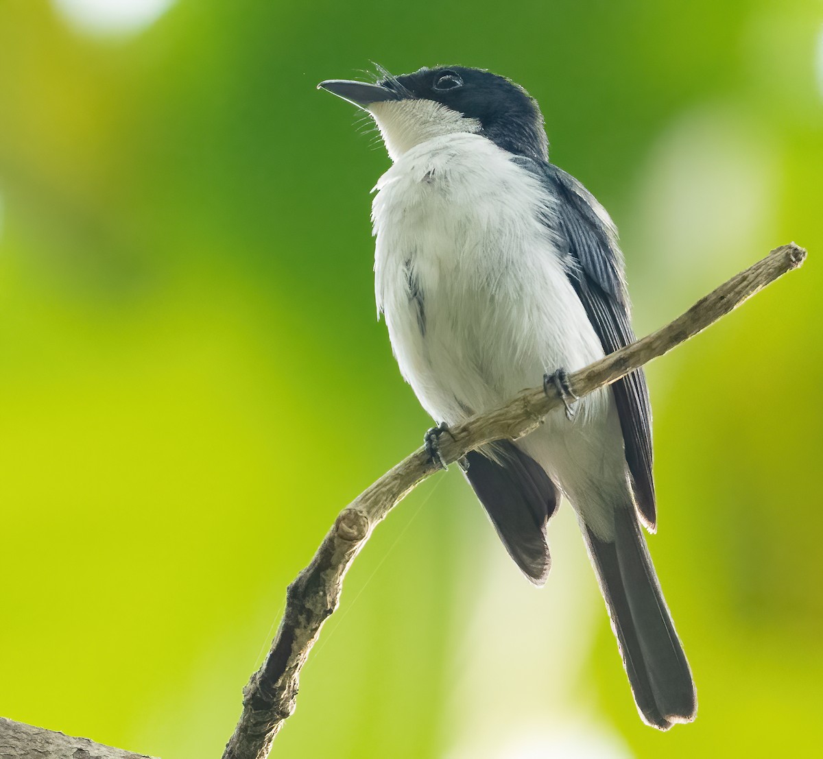 Moluccan Flycatcher - ML612923487