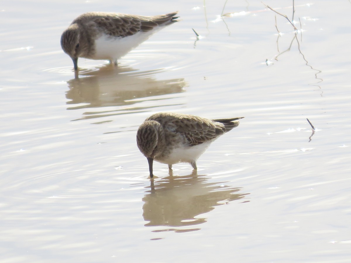 Least Sandpiper - ML612923493