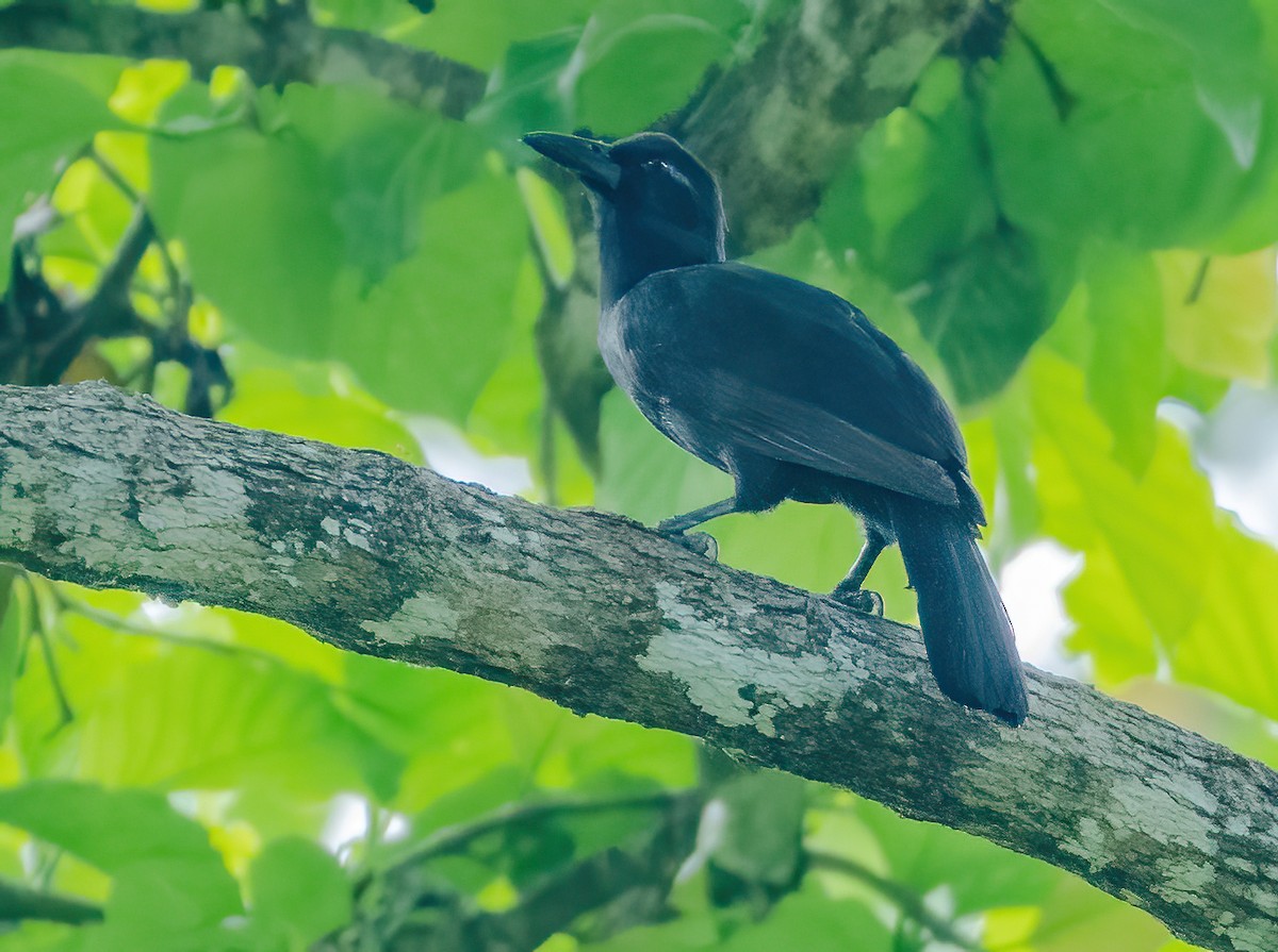 Obi Paradise-crow - Wilbur Goh