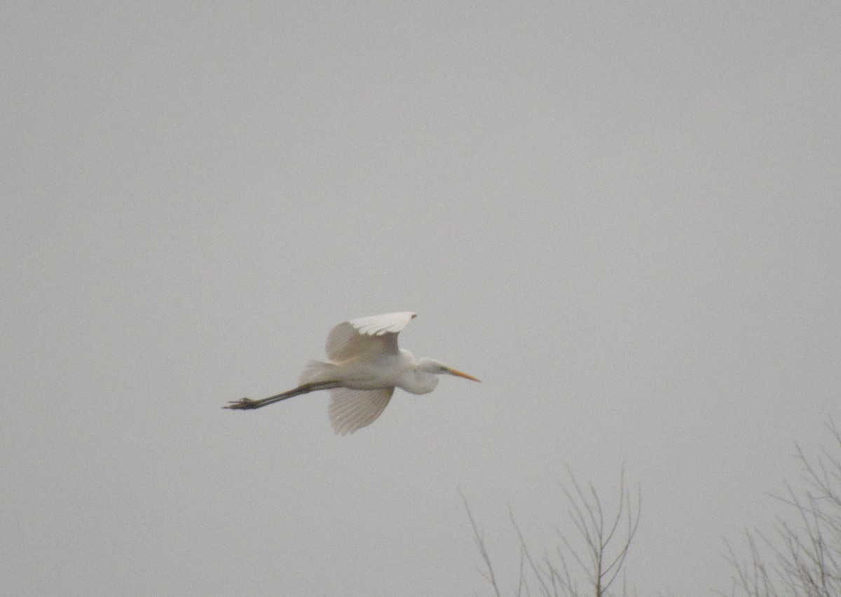 Great Egret - ML612923526