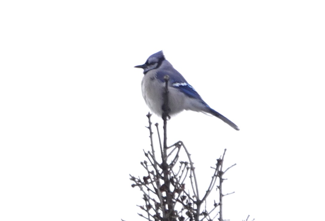 Blue Jay - Peter Blancher