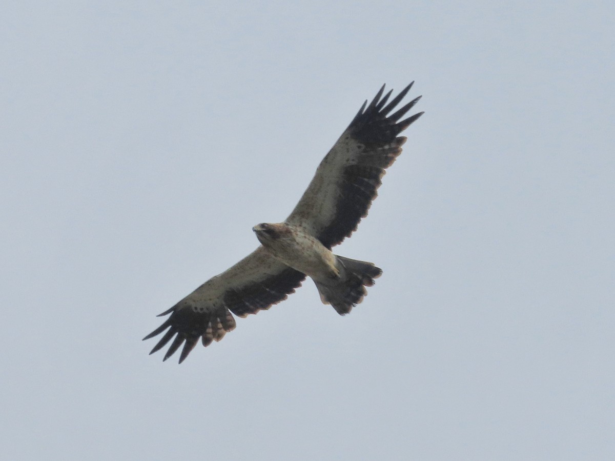 Booted Eagle - ML612923760