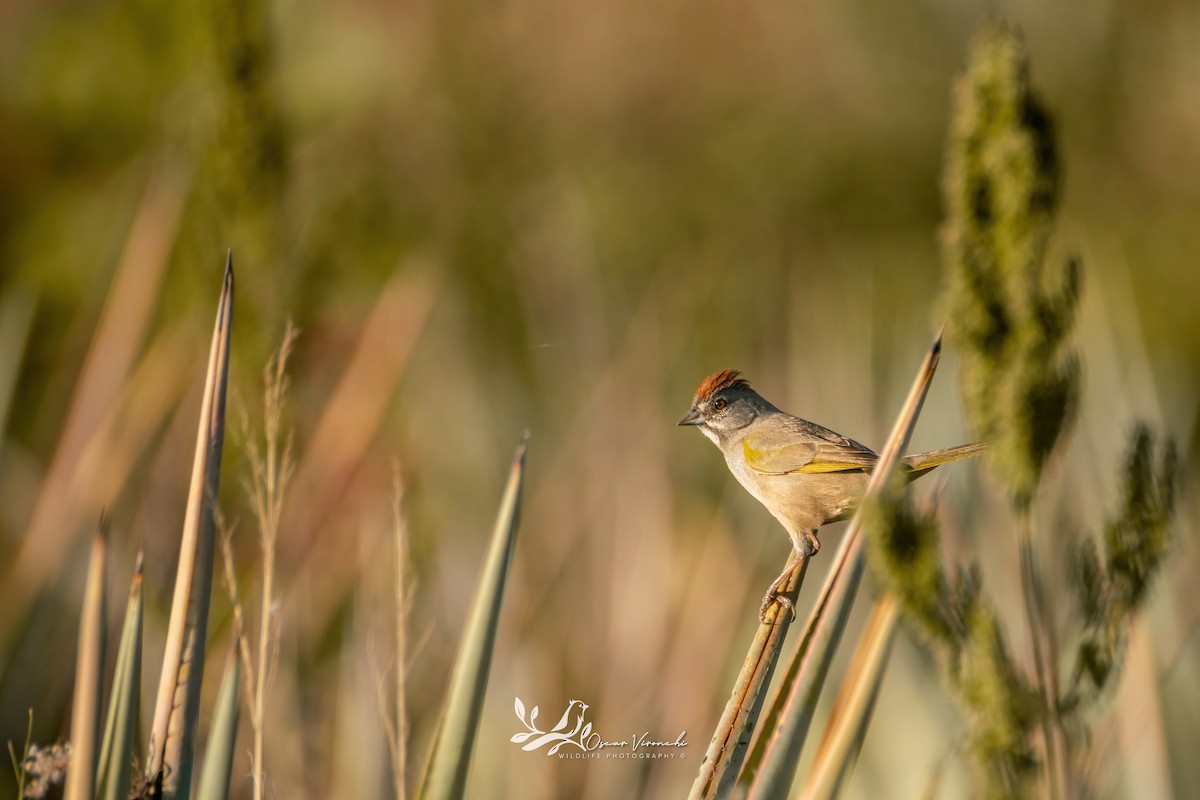 Green-tailed Towhee - ML612923775