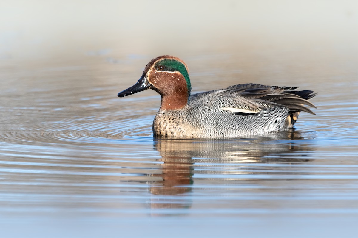 Green-winged Teal - ML612923777