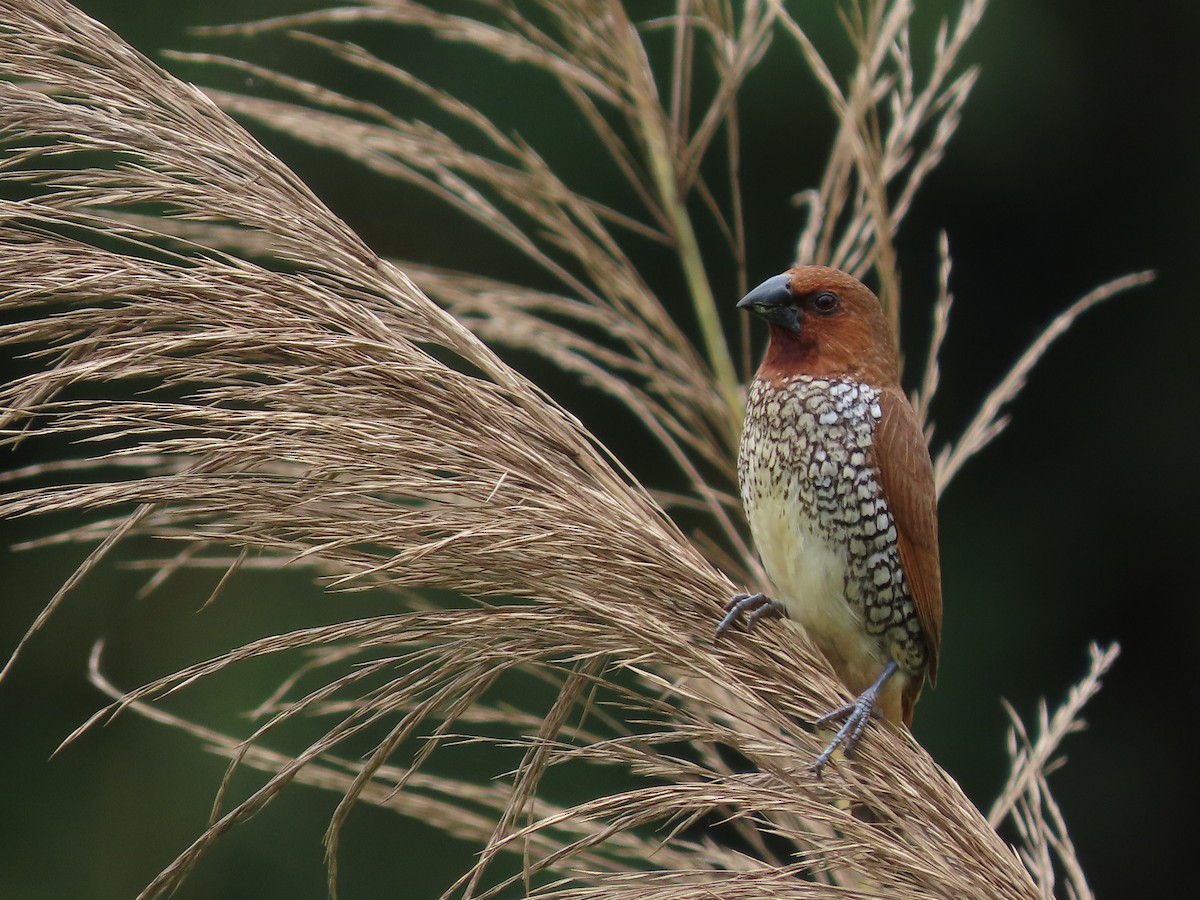 Scaly-breasted Munia - ML612923797