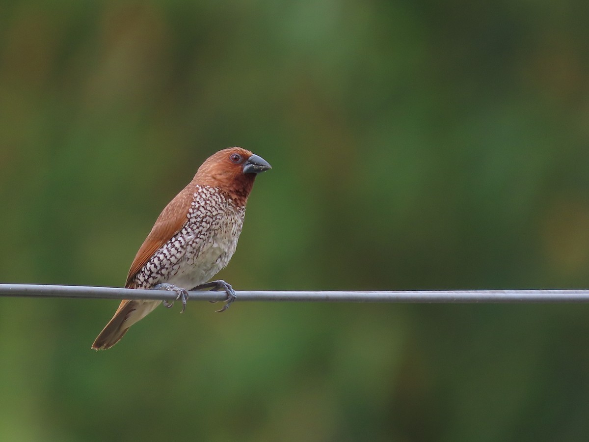 Scaly-breasted Munia - ML612923800