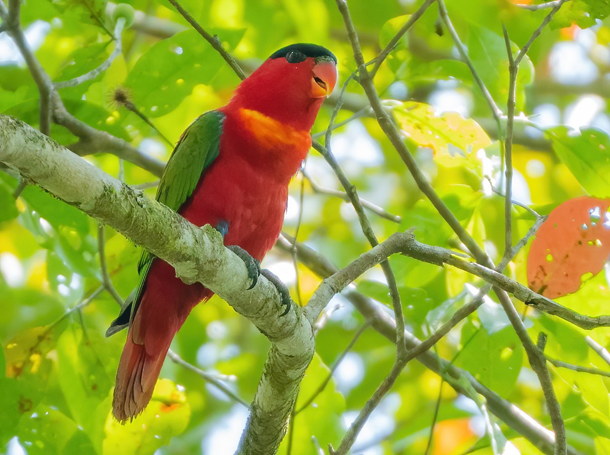 Purple-naped Lory - ML612923822