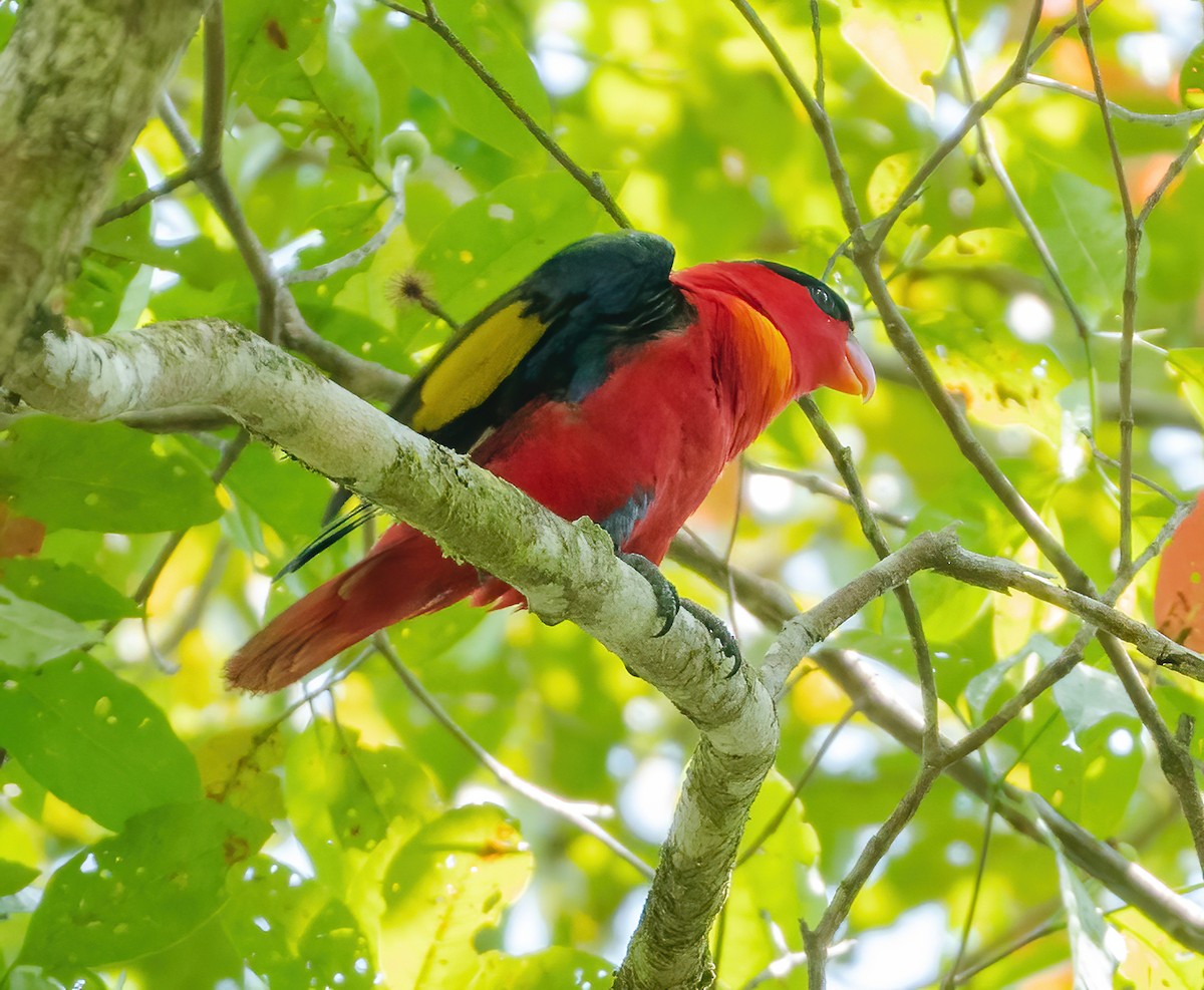 Purple-naped Lory - ML612923823