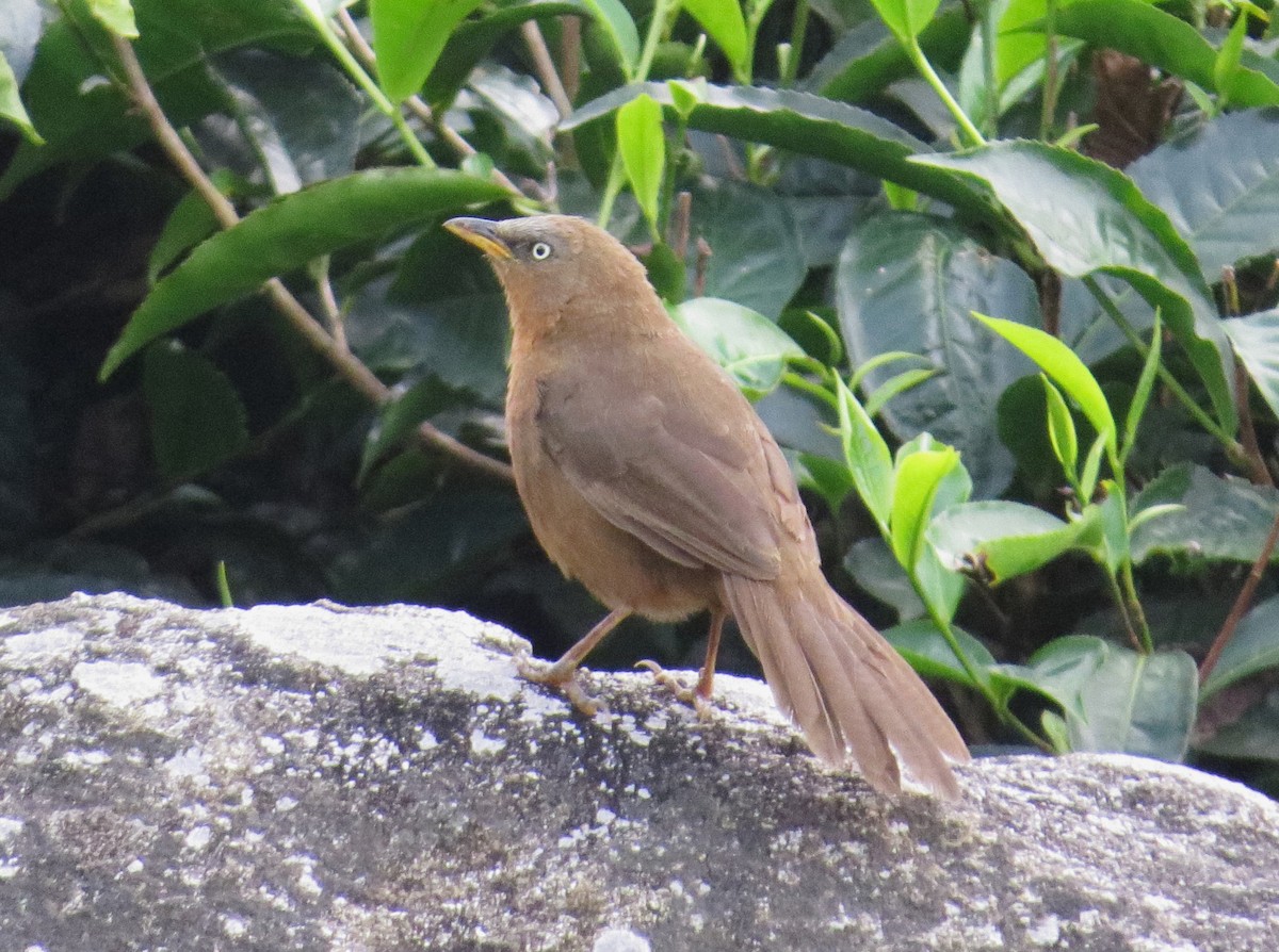 Rufous Babbler - Shaun Robson