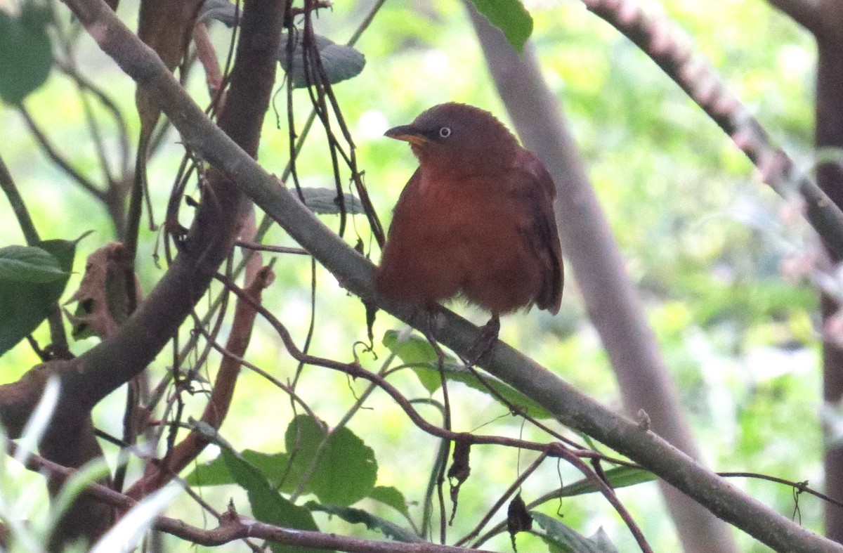 Rufous Babbler - ML612923856