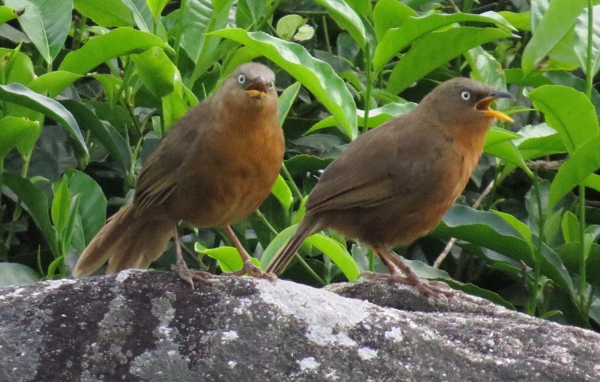 Rufous Babbler - Shaun Robson