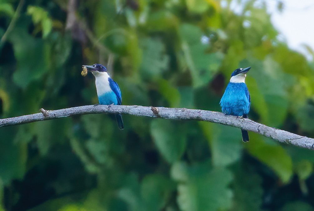 Lazuli Kingfisher - Wilbur Goh
