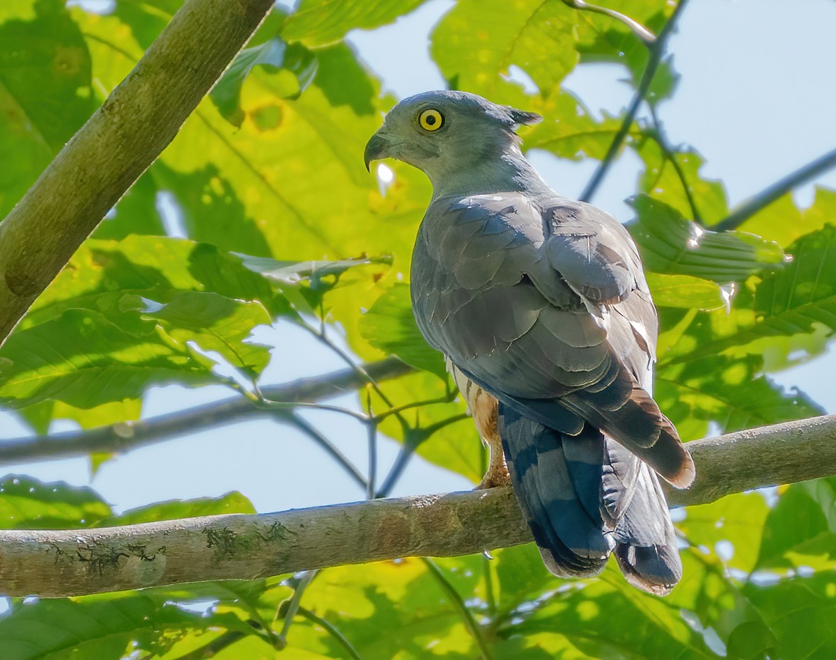 Pacific Baza - ML612923956