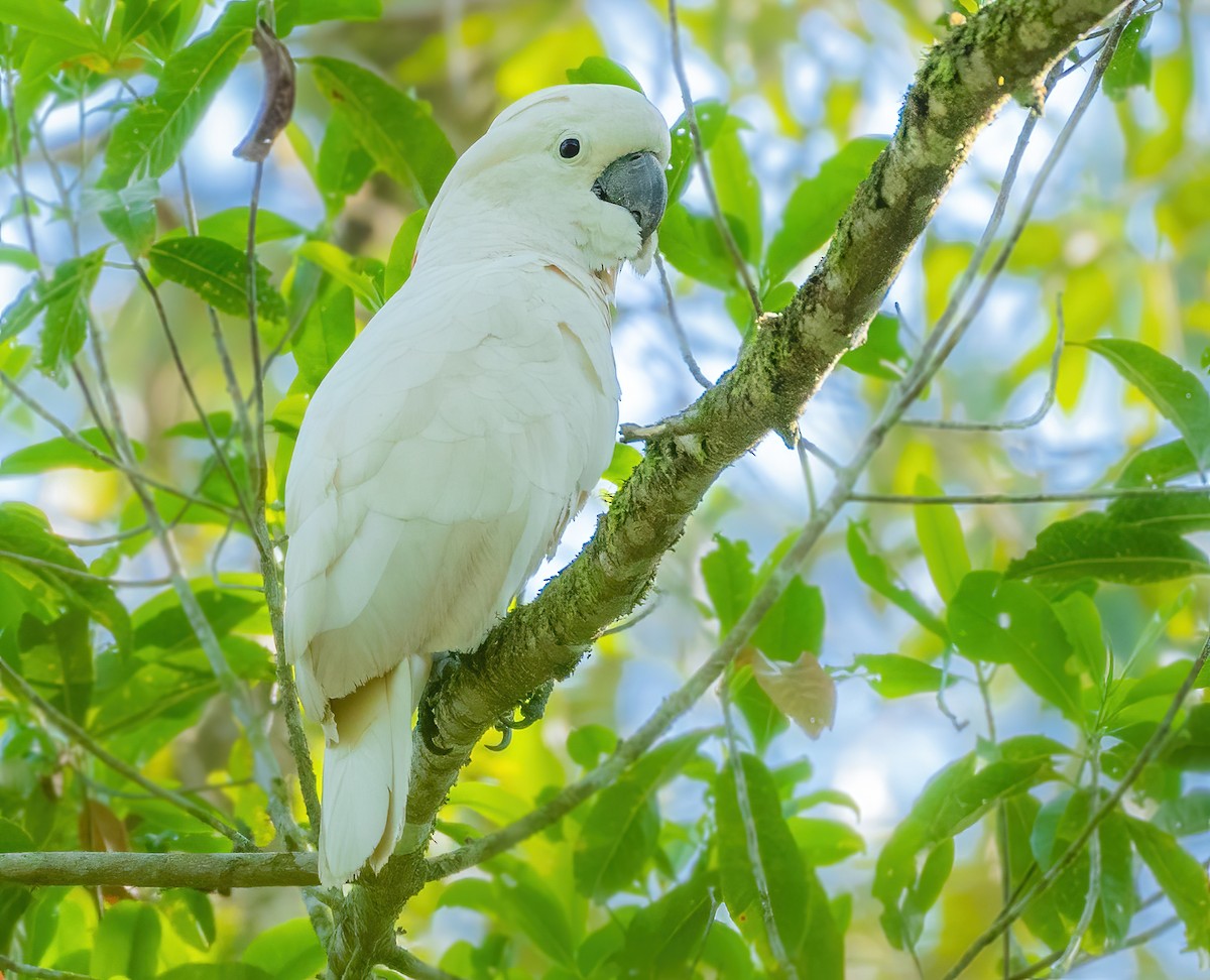 Salmon-crested Cockatoo - ML612923961