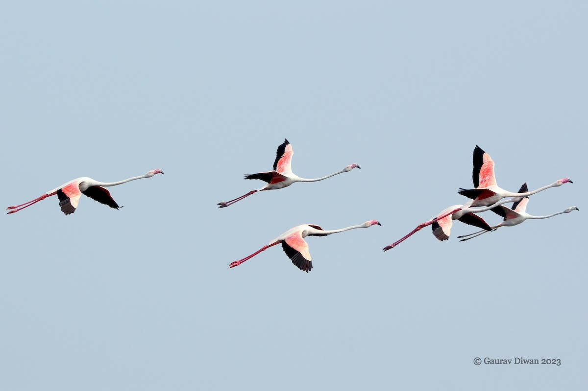 Greater Flamingo - ML612924066