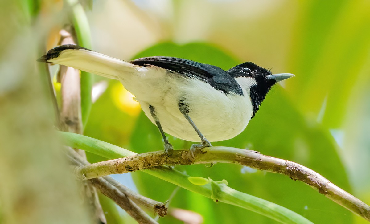 Black-tipped Monarch - Wilbur Goh