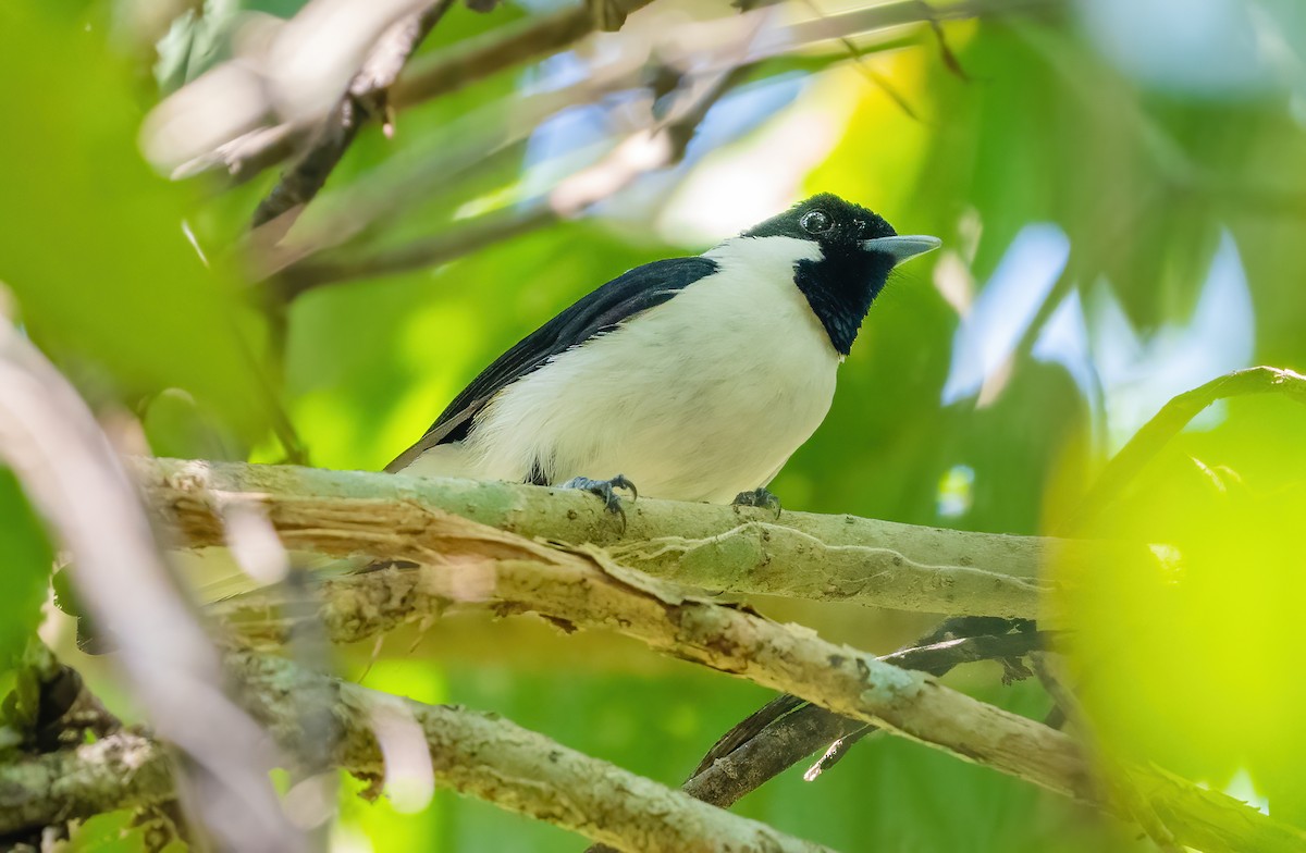 Black-tipped Monarch - Wilbur Goh