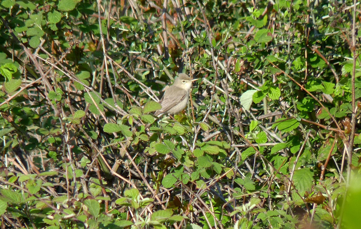 Eastern Olivaceous Warbler - ML612924149