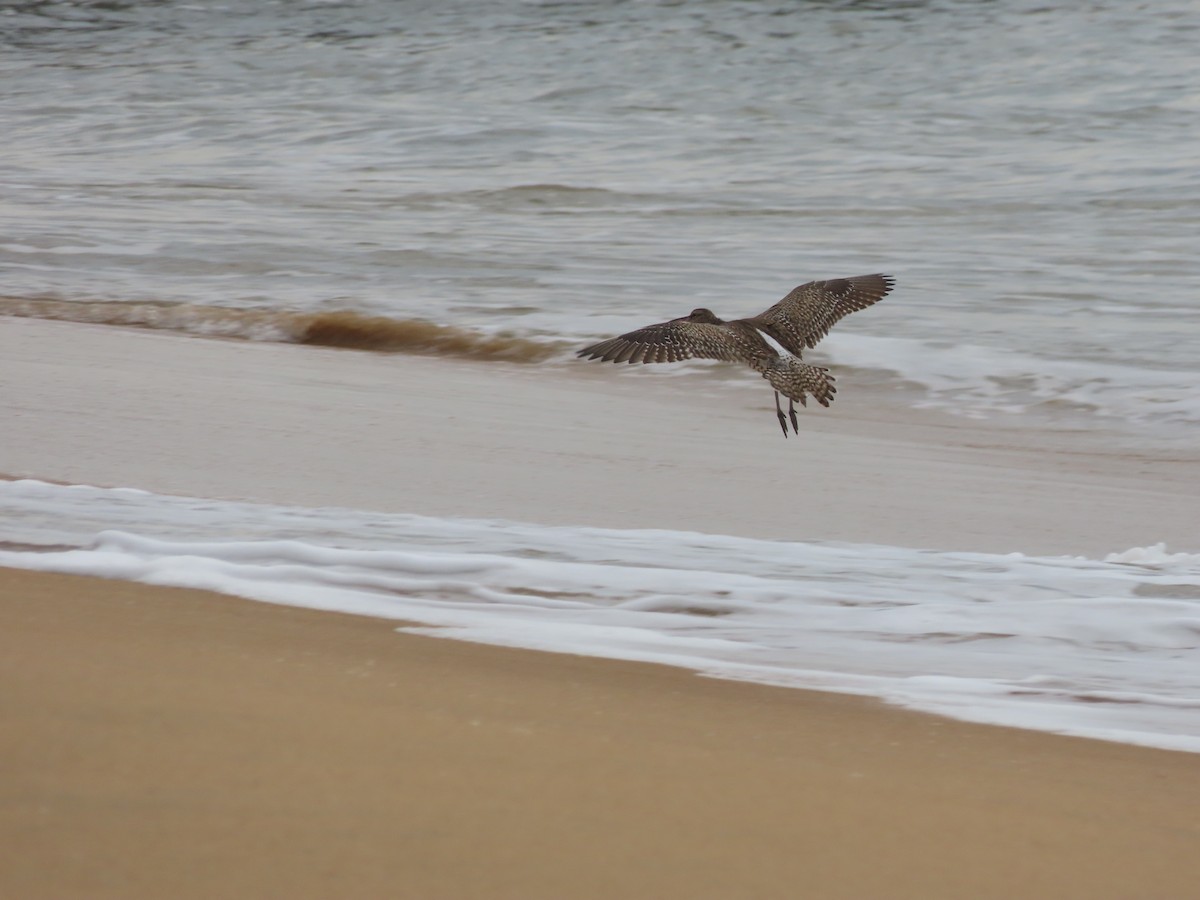 Whimbrel - Danidu Geeganage