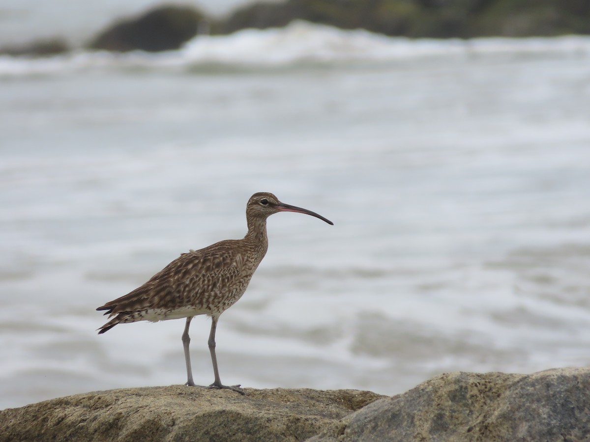 Eurasian Whimbrel - ML612924173