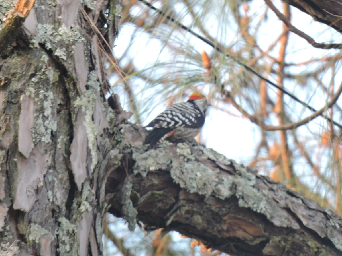 Brown-fronted Woodpecker - ML612924224