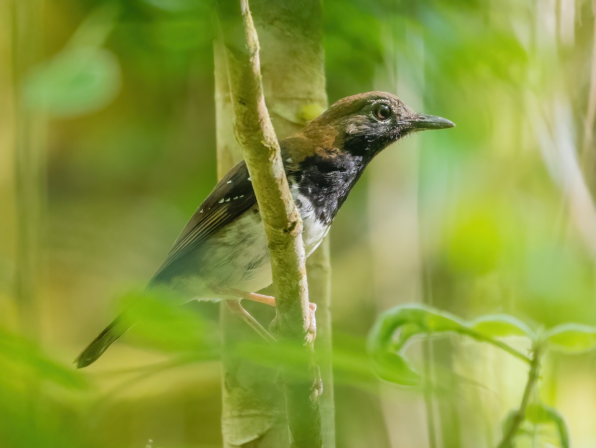 Buru Thrush - ML612924233