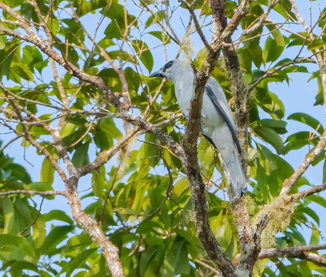 Buru Cuckooshrike - Wilbur Goh