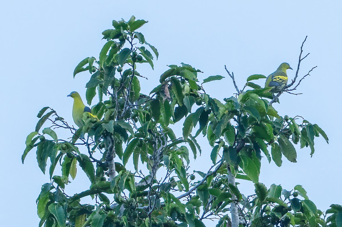 Buru Green-Pigeon - Wilbur Goh