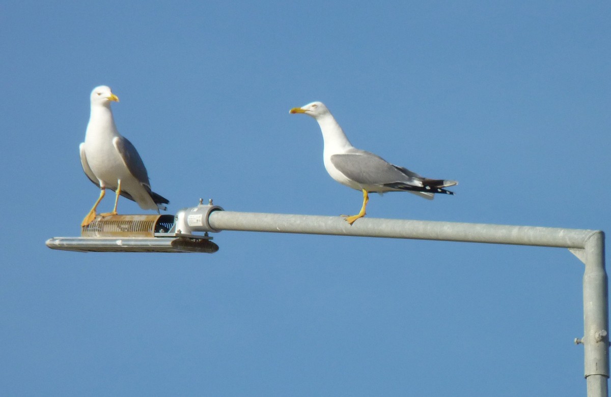 Yellow-legged Gull - ML612924330