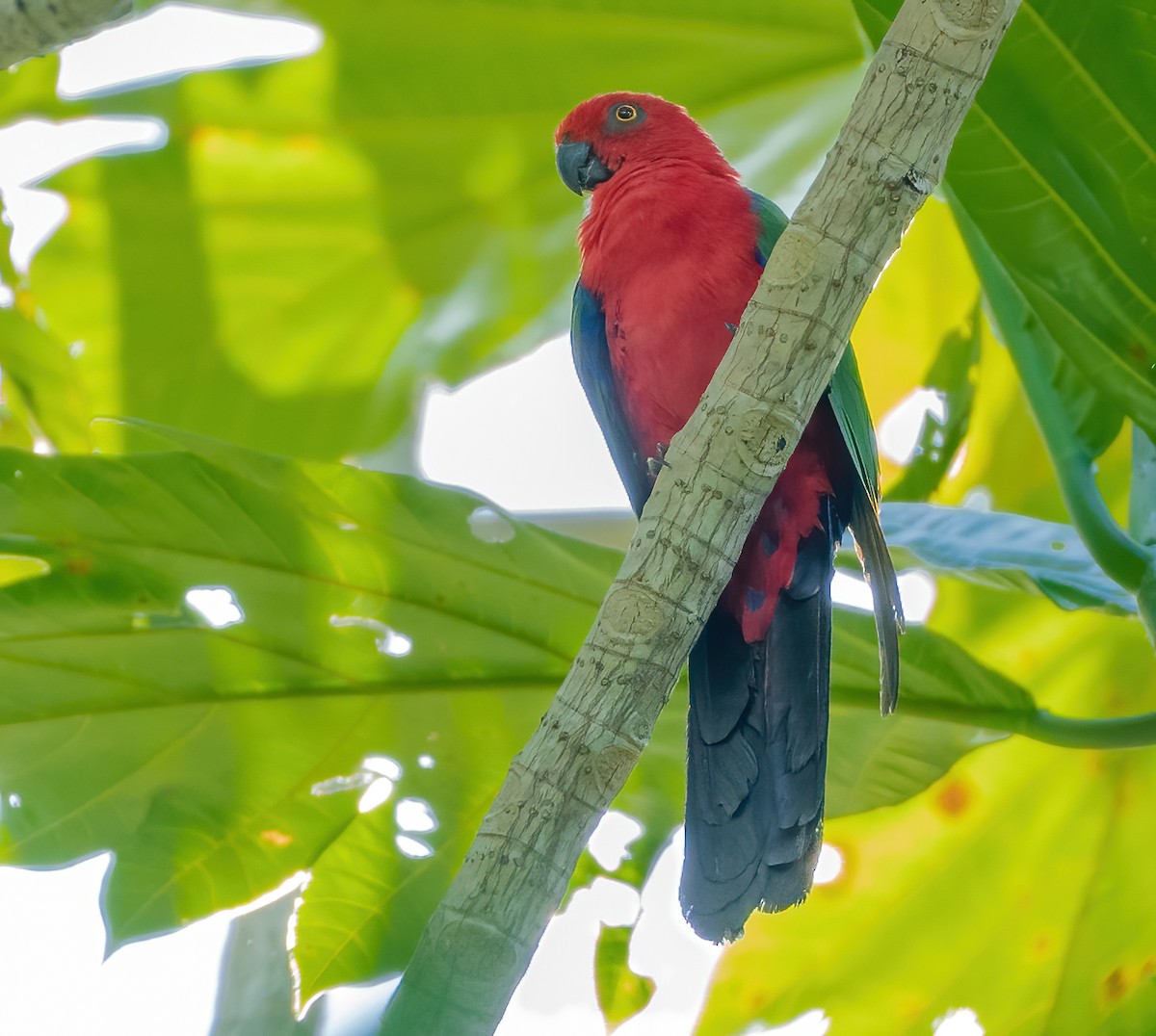 Moluccan King-Parrot - ML612924350