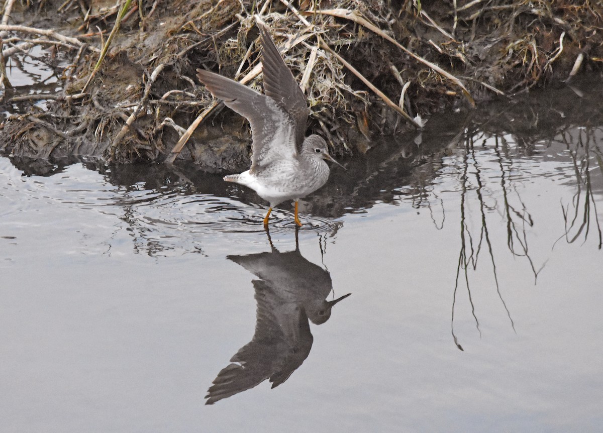 Lesser Yellowlegs - José A Cortés Guerrero