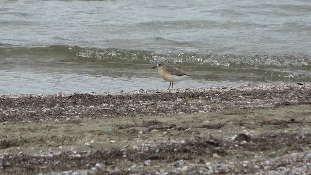 Chorlito Maorí de Isla Sur - ML612924517