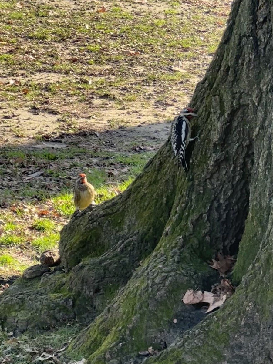 Yellow-bellied Sapsucker - ML612924649