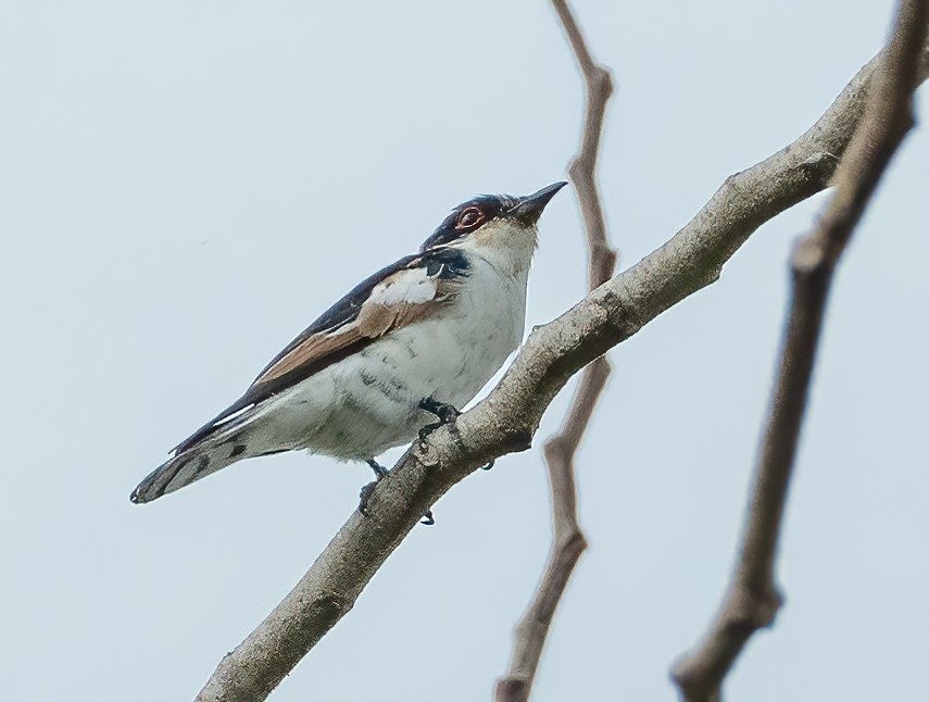 Little Bronze-Cuckoo (Pied) - ML612924696