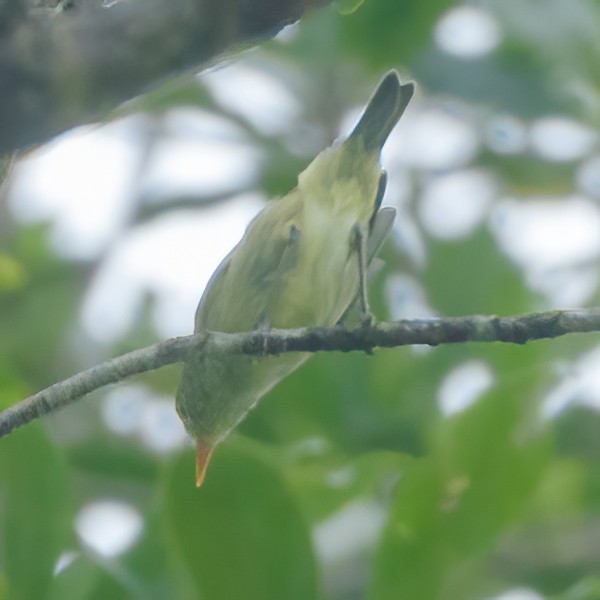 Mosquitero Isleño (avicola) - ML612924790