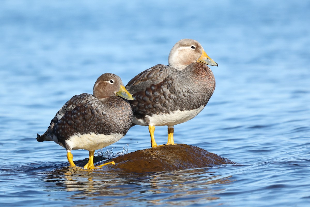 Flying Steamer-Duck - Daniel Engelbrecht - Birding Ecotours