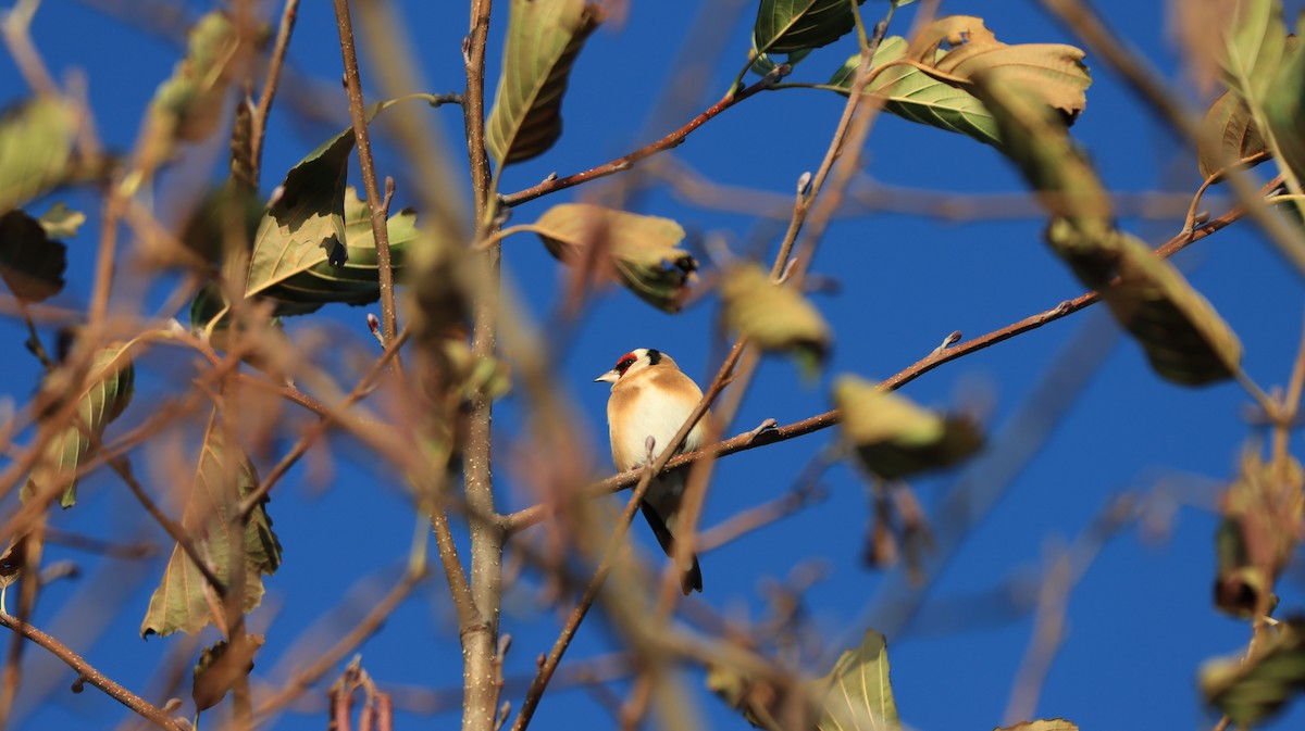 European Goldfinch - Sabine Sill