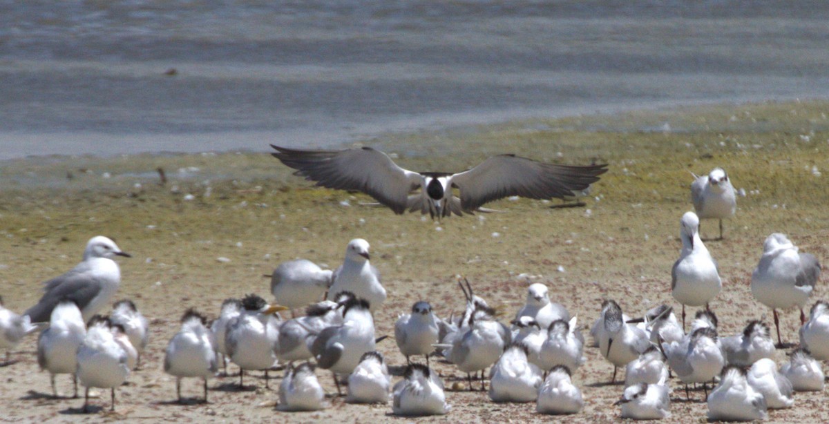 Sooty Tern - ML612925107