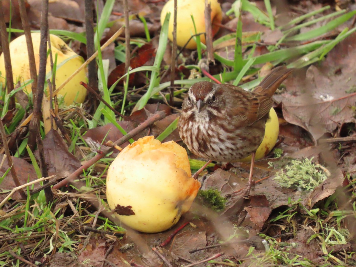 Song Sparrow - ML612925135