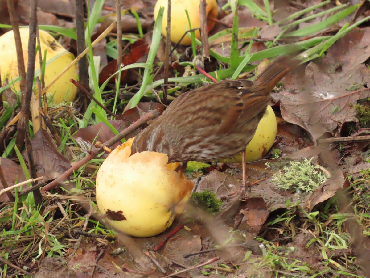 Song Sparrow - ML612925153