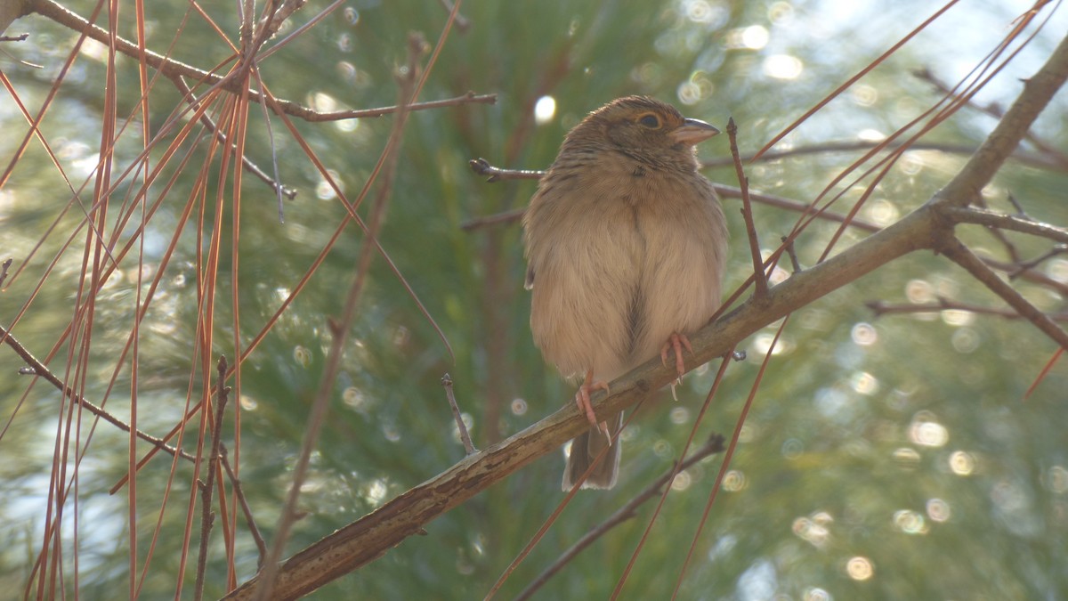 Bachman's Sparrow - ML612925230