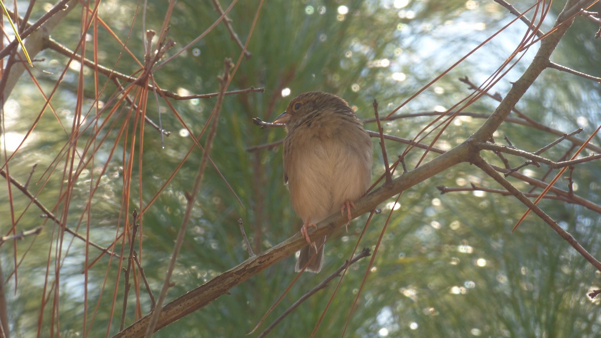 Bachman's Sparrow - ML612925231