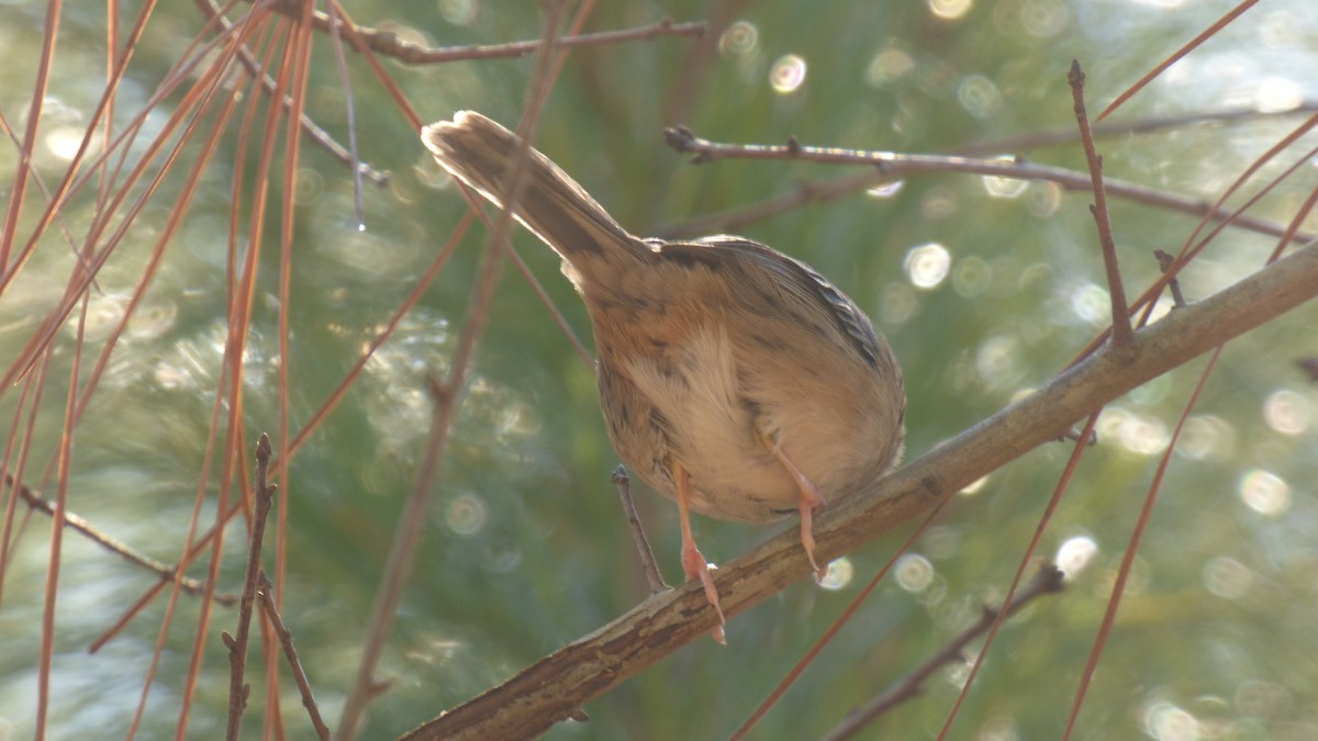 Bachman's Sparrow - ML612925232