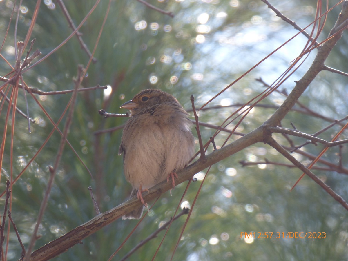 Bachman's Sparrow - ML612925233