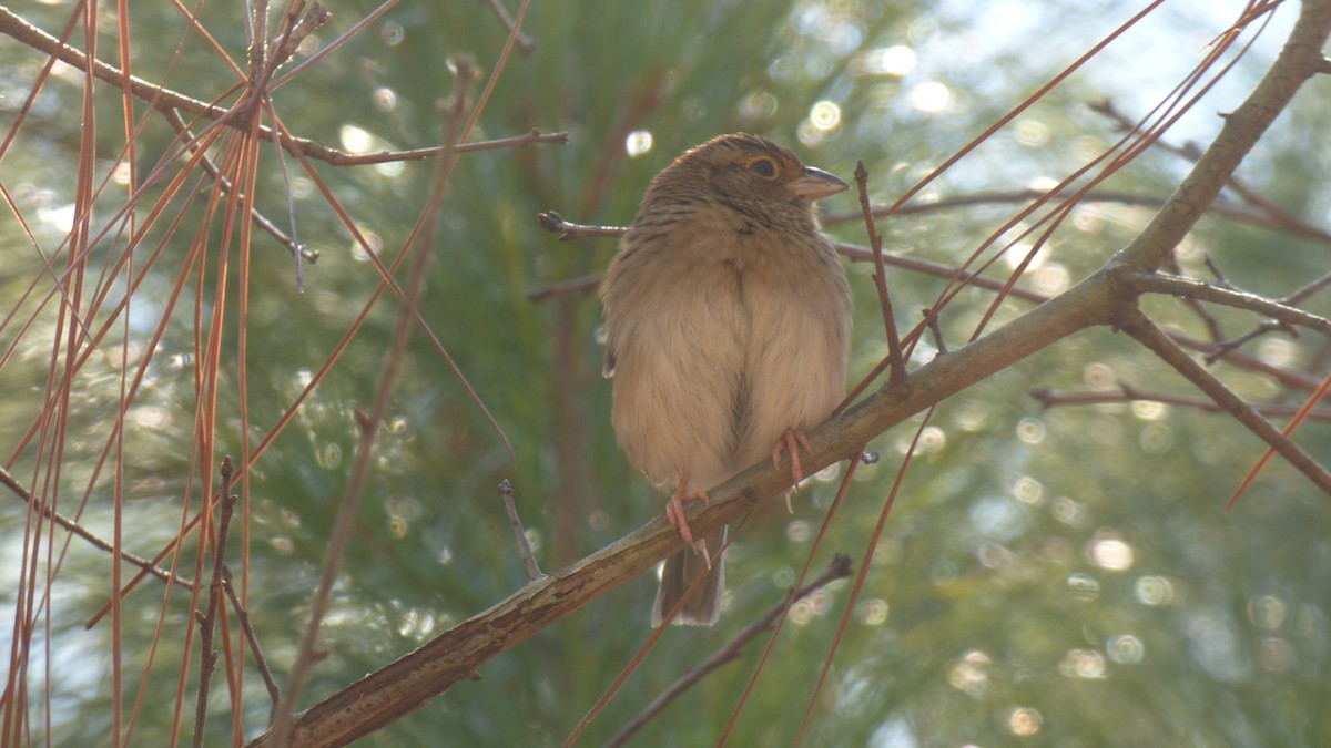 Bachman's Sparrow - ML612925234