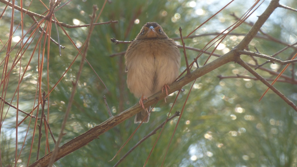 Bachman's Sparrow - ML612925236