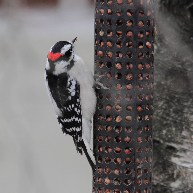 Downy Woodpecker - ML612925237