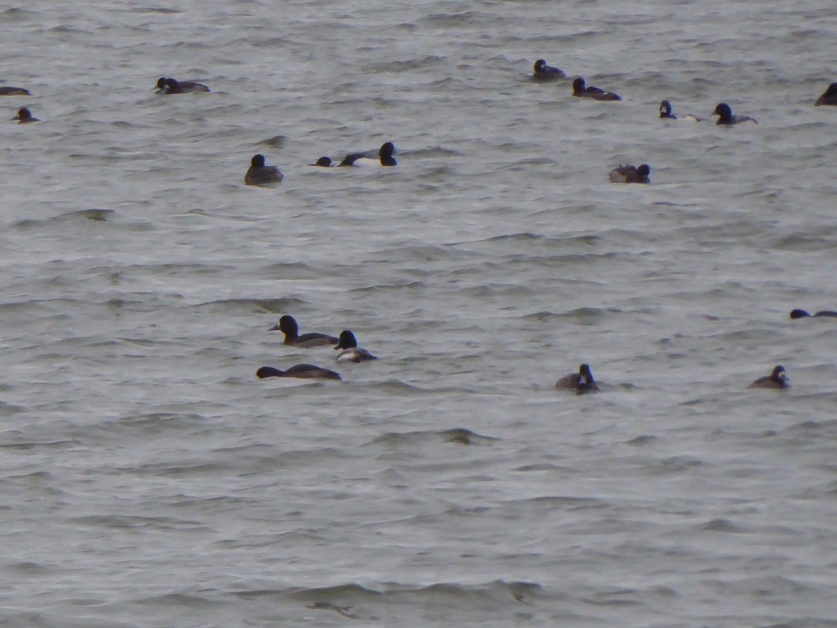 Greater Scaup - ML612925242